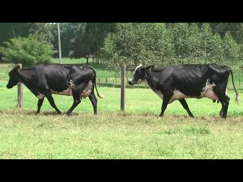 LOTE 83   21º LEILÃO SANTA LUZIA LEITE COM RAÇA🥛🐄