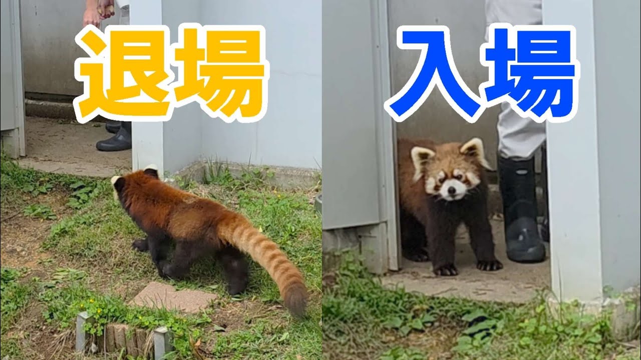 人気の2頭 レッサーパンダのキラリが退場し 代わりに かんたが入場、他