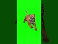 Green Screen Tiger Front Running And Attacking Tiger Greenscreen