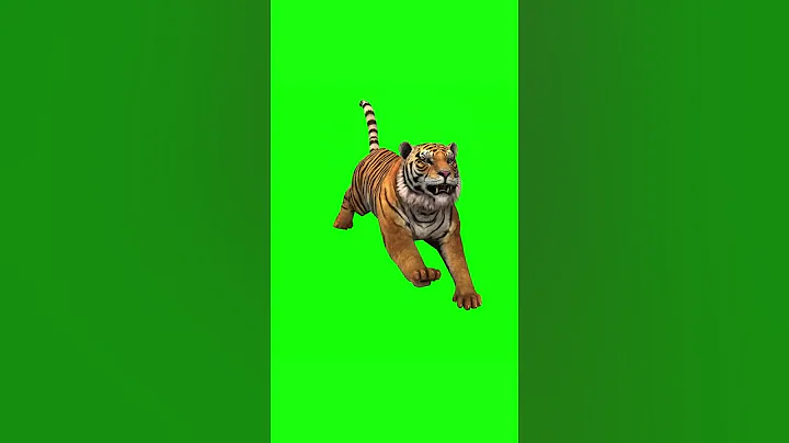 Green Screen Tiger front Running and Attacking. #tiger #greenscreen