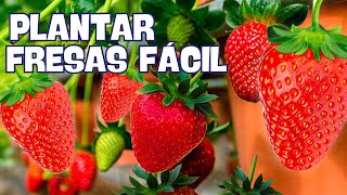 🍓 CÓMO PLANTAR FRESAS EN MACETA o HUERTO URBANO PARA TENER UNA GRAN COSECHA de FRESAS