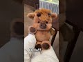 Where was this all my life…😭💕 #plushy #plushies #plushiesofinstagram #teddybear