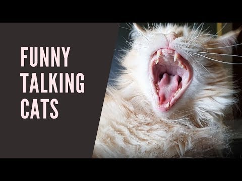 funny-talking-cats-|-hello-world