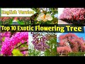 Exotic Spring Season Flowering Tree for Temperate/European Climatic conditions/ Tree for Landscaping