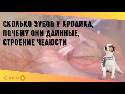 Сколько зубов у кролика, почему они длинные, строение челюсти