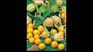 GREEN WORLD NUTRIPLANT FERTILIZER screenshot 1