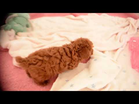 231113の子犬4