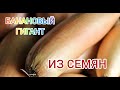 Сею лук шалот БАНАНОВЫЙ ГИГАНТ/ Лук из семян