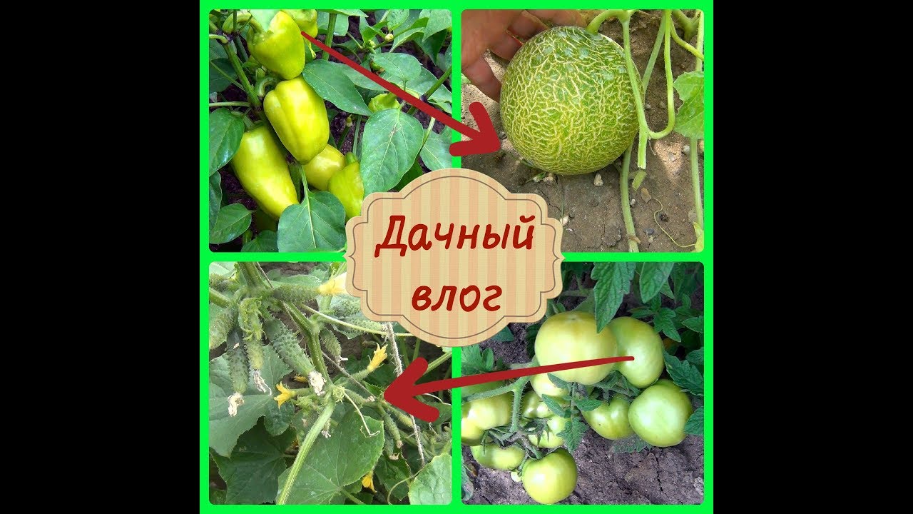 Дачный влог.Дыни в теплице.Перец чудо -дерево.Томаты.Пучковые огурцы