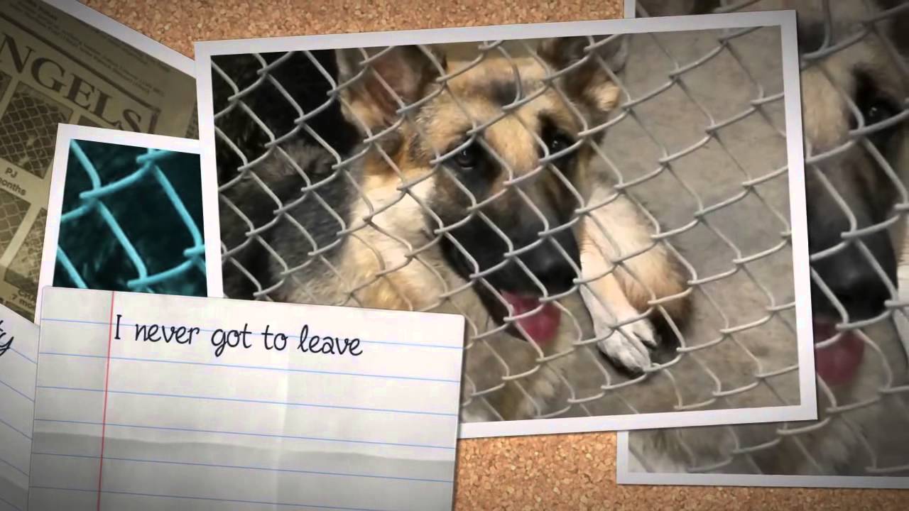 Herd of Wyoming meets Roswell Animal Shelter 2 - YouTube