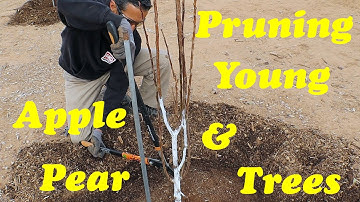 Pruning Young Apple & Pear Trees | Establishing Central Leader