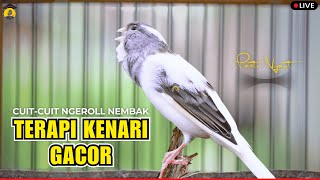 💯% KENARI GACOR DIMUSIM HUJAN‼️ PANCINGAN/MASTERAN KENARI GACOR SEJALUR - KENARI PAUD CEPAT NYAUT‼️