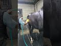 【2024.07.11】ハオ号🐴　引き取り間に合いました！本当に良かった！もう、大丈夫だ。（Retouch05頭目）／大阪府 ホースレストにて #ハオ #リタッチ馬