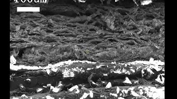 3D Porous MXene Aerogel through Gas Foaming for Multifunctional Pressure Sensor Movie S1