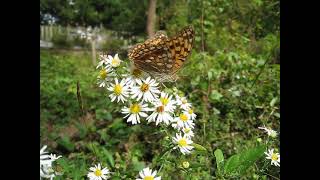 긴은점표범나비 Argynnis vorax by Taewoo Kim 138 views 5 months ago 31 seconds