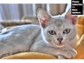 Burmilla - Cat Pictures の動画、YouTube動画。