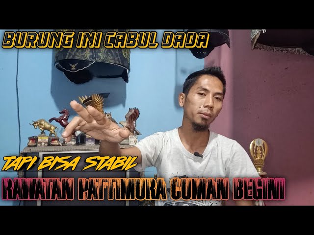 burung cabul bisa stabil asal tepat pola rawatan harian class=