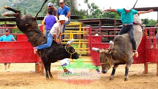 ¡¡¡Seleccionando y Descartando Toros, Calas en Rancho Rincon de Analco de Primera Parte!!!