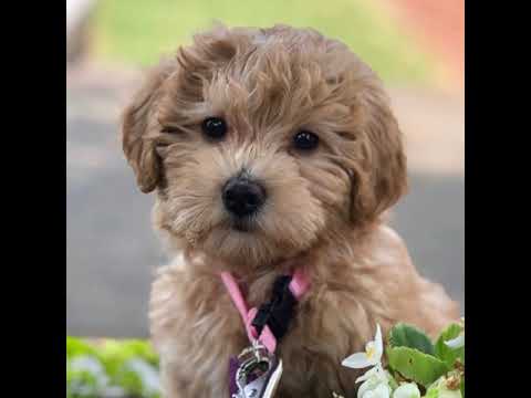 Get Crockett Doodles Youtube For iPhone Free Get Wallpaper Crockett Doodles Youtube For iPhone