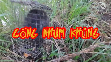 Đi bẫy chuột cống nhum điểm mới dính toàn chuột khủng.(Quan Gò Công)...