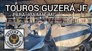 Touros Guzerá Leiteiro!