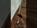 Stained & Sealed. #floorsanding #flooring #diy #hardwoodsanding #home #satisfying