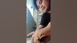 Cara membedakan burung Jalak kebo jantan dan betina 100% akurat