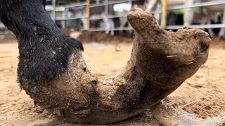 10年不修驴蹄毛驴痛不欲生！蹄子翻转重达5斤，师傅心软拯救立马舒服了！