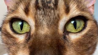 Curious Green Cat Eyes Close-Up. Funny Cute Purebred Bengal Cat Fluffy Muzzle Macro Shot.
