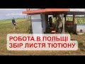 РОБОТА В ПОЛЬЩІ. ЗБІР ЛИСТЯ ТЮТЮНУ. СБОР ЛИСТЬЕВ ТАБАКА. РАБОТА В ПОЛЬШЕ.