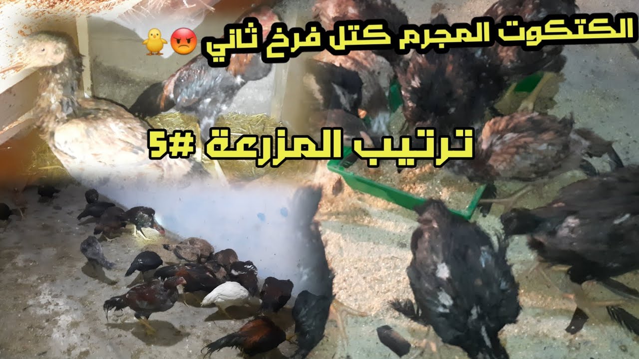الكتكوت🐥المجرم🤬كتل الفرخ الثاني 😔ترتيب_المزرعة#5