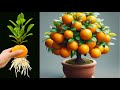 Great Technique Propagate Orange Tree From Orange Fruit With Coca Cola./ how to grow oranges trees
