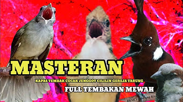 Masteran Cililin - Kapas Tembak - Cucak Jenggot - Gereja Tarung Untuk Burung Lomba Paling Dicari