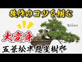【役立つ】五葉松盆栽から学ぶ『改作のコツ』-実演と解説付き-