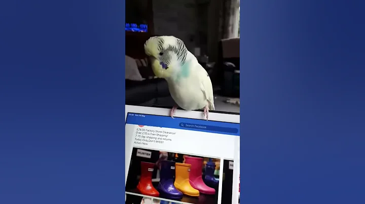 Cherry Bird