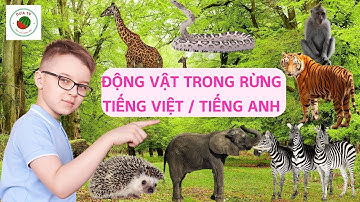 Bé học các con vật trong rừng , Voi, Khỉ, Hổ - Động vật hoang dã bằng Tiếng Việt & Tiếng Anh bản xứ