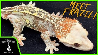 MEET THE MOST UNIQUE CRESTED GECKO IN THE WORLD!