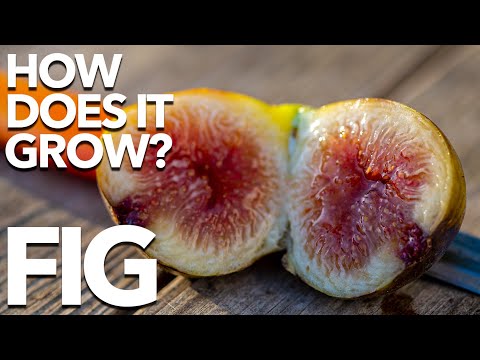 Video: Where and how do figs grow?