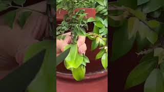 STAR FRUIT Cutting from BONSAI Tree ?? shorts satisfying fruitcutting food fruit bonsai