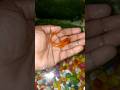 ये ओरंग कलर की मछली बहुत सुंदर और खूबसूरत लगती हैं #fish #viral #viralvideo #fishing #yt #fishingtip