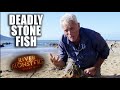 The Deadly Stone Fish | River Monsters