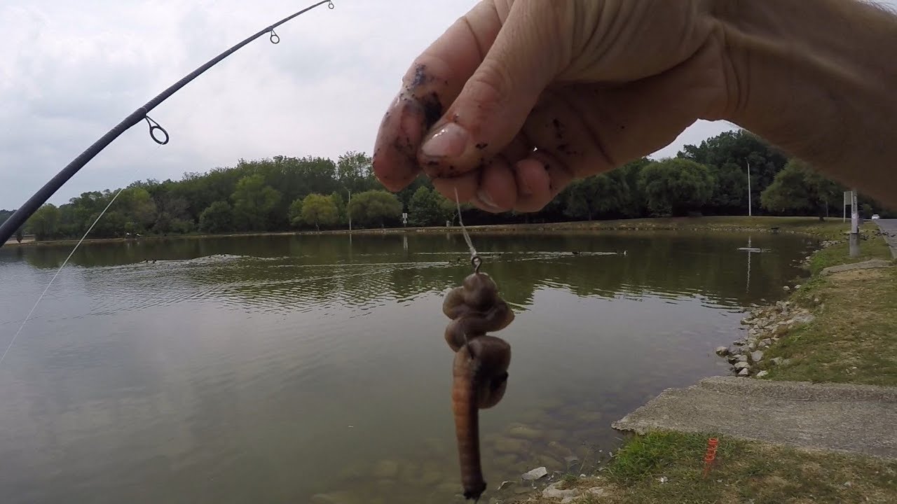 Catching Catfish With Worms (Nightcrawlers) 