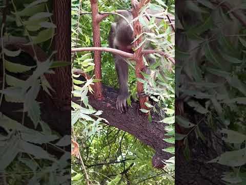 Monkey Monkey Bandar Ytshorts Rap Music Shorts