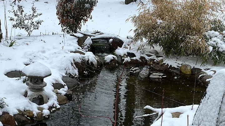 How to Winterize Your Pond! | The Barefooted Gardener