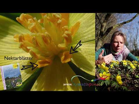 Der Winterling und seine Bestäuber