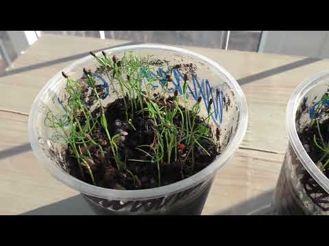 Видео: Как выращивать черные ели?