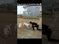 cute dogi ne handshake kiye ☺️🫶🏻 #doglove #doglife #dogshort #youtube #shorts #viral