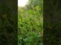must video