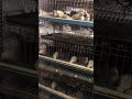 Quail farming using multi storey cages