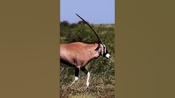 TIGER  CHASING THE  ORYX@ DRSKSINGH CHANNEL JAI SHREE RAM